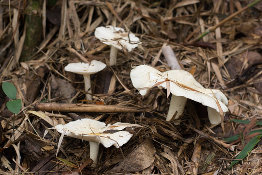 Termitomyces microcarpus mushroom, white mushroom