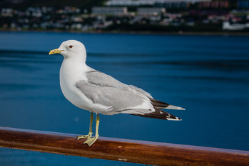 seagull closeup