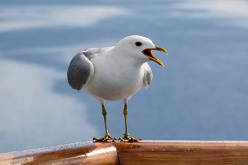seagull closeup