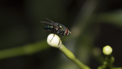 Fly