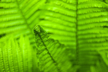 Fresh green fern leaves on blur background in the garden. Texture of fresh fern leaves.