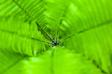 Fresh green fern leaves on blur background in the garden. Texture of fresh fern leaves.