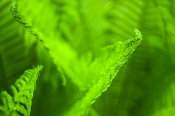 Fresh green fern leaves on blur background in the garden. Texture of fresh fern leaves.