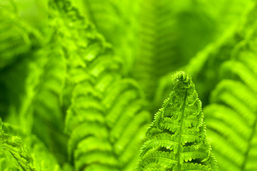 Fresh green fern leaves on blur background in the garden. Texture of fresh fern leaves.