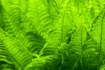 Fresh green fern leaves on blur background in the garden. Texture of fresh fern leaves.