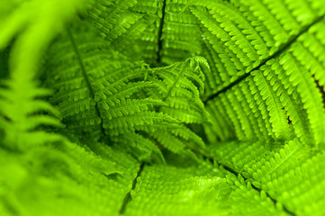 Fresh green fern leaves on blur background in the garden. Texture of fresh fern leaves.