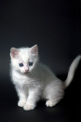 White kitten small handsome fluffy warm and soft symbol of the year cat, warmth and home comfort. Home pet