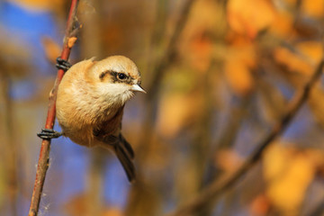 cute bird with a muzzle caught on a branch