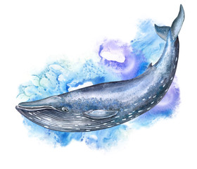 Watercolor Illustration Big Blue Whale. Isolated on the white background