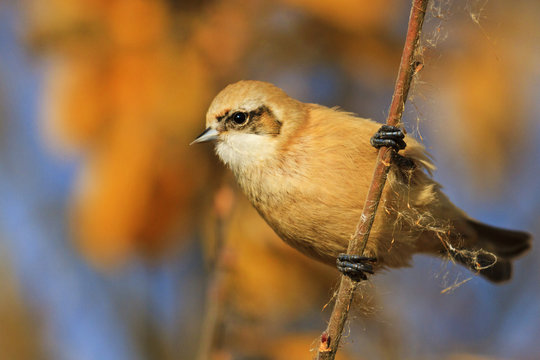 beautiful cute bird on a sunny autumn day