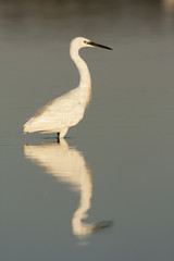 Egretta garzeta reflection