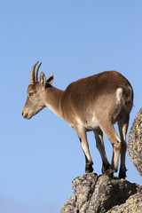 capra pyrenaica vertical