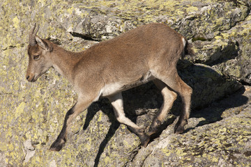 Capra pyrenaica young