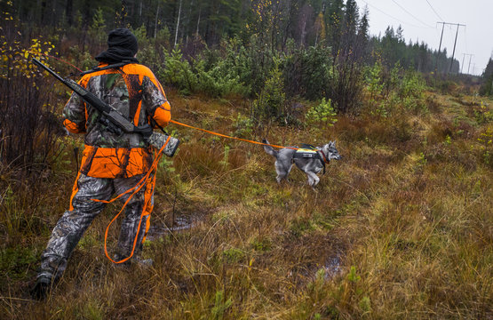 Swedish Moosehound - hunting season