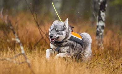 Store enrouleur tamisant sans perçage Chasser Swedish Moosehound - hunting season