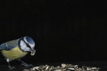 Blaumeise und Kohlmeise