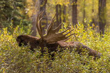 Bull Shiras Moose During the Fall Rut