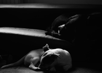 Dwa psy śpią na kanapie, cisza i spokój. Zdjęcie czarno białe.