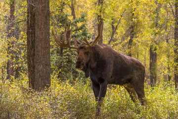 Bull Shiras Moose During the Fall Rut
