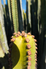 Macro shot of a cactus
