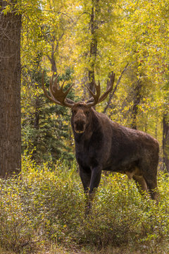 Bull Shiras Moose During the Fall Rut