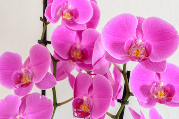 Fototapeta na wymiar Orchidee Hintergrund