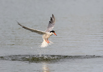 the tern came out of the water