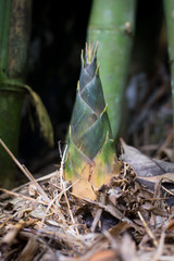 The bamboo shoot which grows in the forest