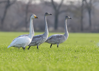 Young and one adult whooper swans on the gree field