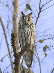 Full size portrait of long eared owl on the tree