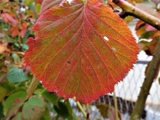 The piece autumn in our land in colorful leaf