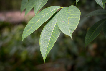 leaf of rubber tree