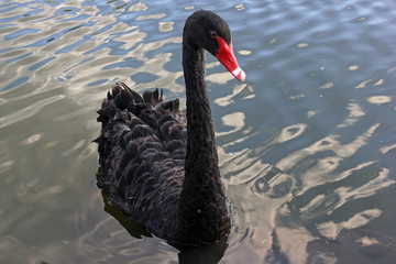 Naklejka premium Black Swan on a pond