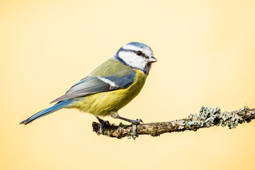 Colorful male blue-tit sit on dry twig