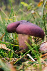 Russula mushroom with purple hat and stem