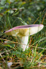 Russula mushroom with purple hat and white stem