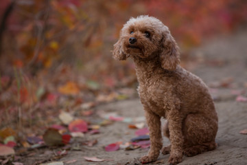 Little dog sitting on nature at the autumn day