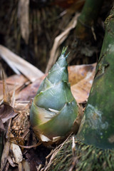 The bamboo shoot which grows in the forest