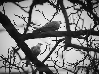 Dwa gołębie siedzą na drzewie