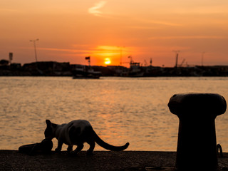 cat and sunset by the sea, izmir turkey