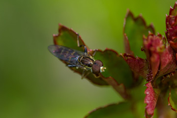 Fly landed on poison oak leaf