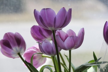 Purple tulips in natural light through a glass window.   