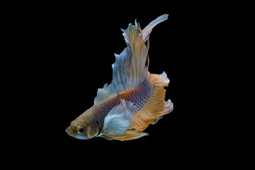 Fotobehang The moving moment beautiful of yellow siamese betta fish or half moon betta splendens fighting fish in thailand on black background. Thailand called Pla-kad or dumbo big ear fish. © Soonthorn
