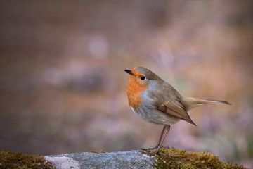 Rouge-gorge