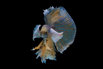 Tafelkleed The moving moment beautiful of yellow siamese betta fish or half moon betta splendens fighting fish in thailand on black background. Thailand called Pla-kad or dumbo big ear fish. © Soonthorn