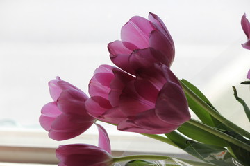 Purple tulips in natural light through a glass window.   