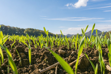 Saat in dem Feld in der Landwirtschaft