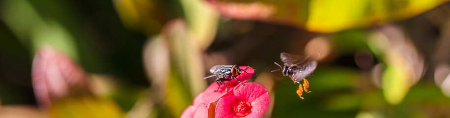 Mosca e abelha silvestre.