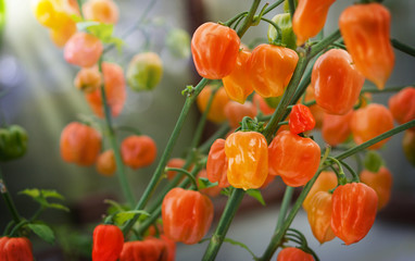 Orange Pepperonis reifen im Garten - 176411860