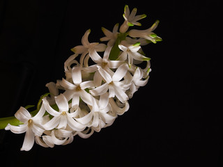 Białe hiacynty wyizolowane z czarnego tła. Zdjęcie z bardzo bliska, makro. © Rajtar photography